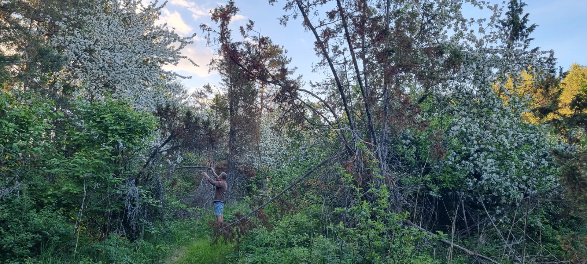 Õitsvad metsõunapuud Lilleroosi metsas